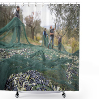 Personality  Italy. Farmers At Work In Harvesting Olives In The Countryside Shower Curtains