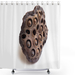 Personality  Ovary With Seeds Of The Lotus Orehonosny. Shower Curtains