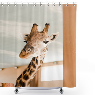Personality  Giraffe With Long Neck And Horns In Zooac Shower Curtains