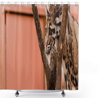 Personality  Panoramic Shot Of Leopard Standing Near Tree In Zoo   Shower Curtains
