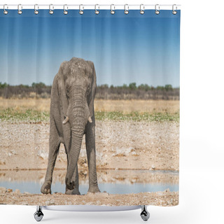 Personality  Elephant Walking On The African Savannah Of Etosha. Namibia. Shower Curtains