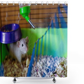 Personality  A Little Pet Rat In The Environment On Blurred Background Shower Curtains