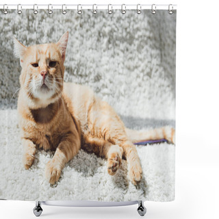 Personality  Cute Red Cat Lying On White Carpet And Looking At Camera Shower Curtains