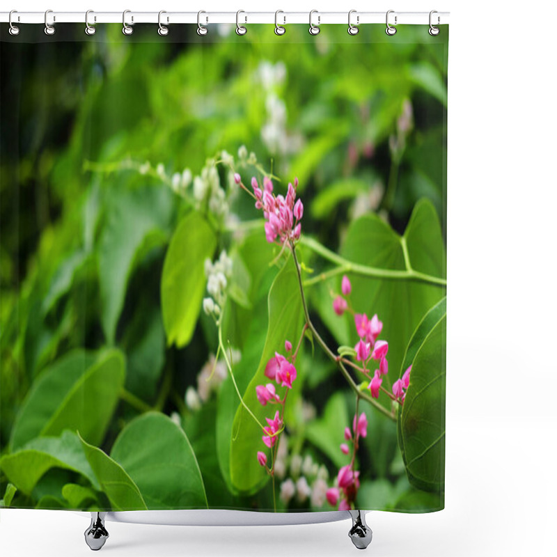 Personality  Blooming Pink And White Coral Bell Or Antigonon Leptopus Flower In Tropical Garden. Coral Vine, Mexican Creeper, Queen's Wreath, Bee Bush, Coralita, San Miguelito Vine Shower Curtains