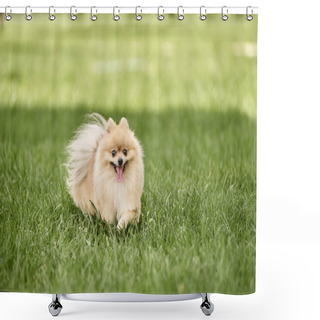 Personality  Playful Pomeranian Spitz Walking On Green Grass In Park And Sticking Out Tongue, Dog Happiness Shower Curtains
