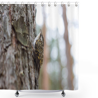 Personality  Little Bird Nestling On A Tree Close Up Shower Curtains