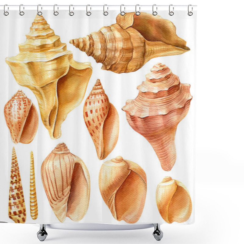 Personality  Watercolor sea shells on an isolated white background shower curtains