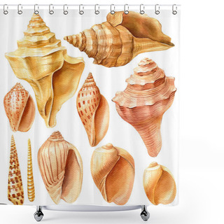 Personality  Watercolor Sea Shells On An Isolated White Background Shower Curtains