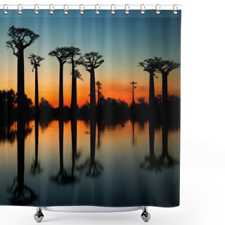 Personality  Baobabs At Sunrise Background Shower Curtains