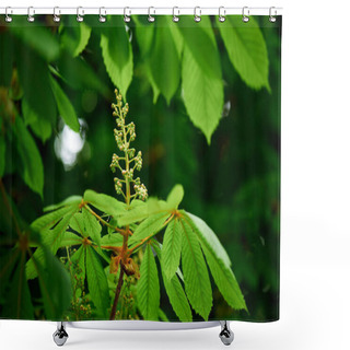 Personality  Close-up View Of Beautiful Chestnut Tree With Bright Green Leaves And Buds Shower Curtains