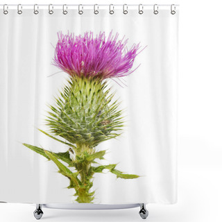 Personality  Spear Thistle Closeup Shower Curtains