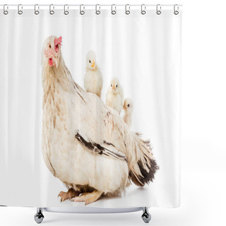 Personality  Cute Little Chickens Sitting On Hen Isolated On White  Shower Curtains