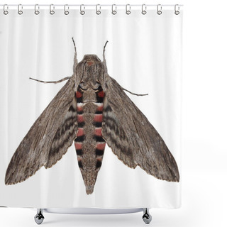 Personality  Convolvulus Hawk-moth, (Agrius Convolvuli) Gray Moth Isolated On White Background Shower Curtains