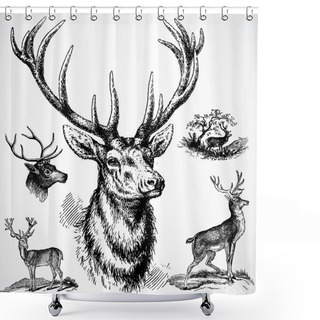 Personality   Buck Deer Shower Curtains