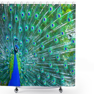 Personality  Beautiful Peacock Shower Curtains