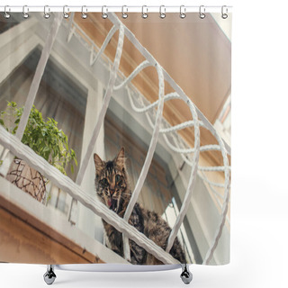 Personality  Bottom View Of Cat Sitting Near Plant On Balcony Of House  Shower Curtains
