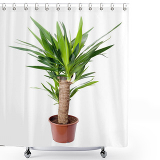 Personality  House Plant In A Pot. Yucca Shower Curtains