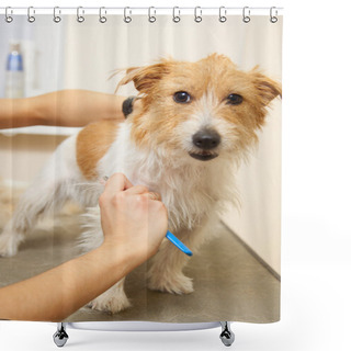 Personality  Jack Russell Terrier Getting His Hair Cut Shower Curtains