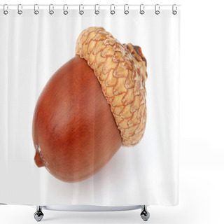 Personality  Dried Acorn In Closeup Shower Curtains