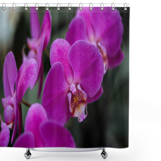 Personality  Close Up View Of Purple Orchid Flowers With Big Petals Shower Curtains