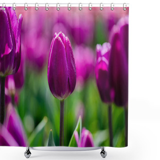 Personality  Selective Focus Of Beautiful Purple Colorful Tulips Shower Curtains