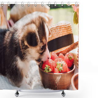 Personality  Cute Adorable Puppy Eating Strawberries From Bowl During Picnic At Sunny Day Shower Curtains