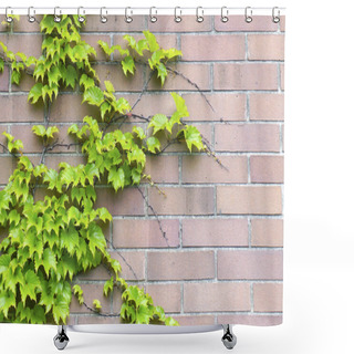 Personality  Old Wall With Ivy Leaves Shower Curtains