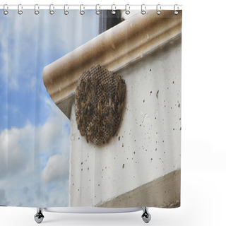 Personality  Wasps, Building Shower Curtains