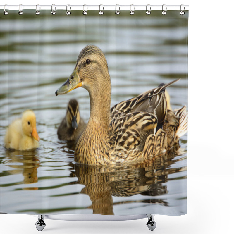 Personality  Duck With Cute Ducklings At Water Edge Shower Curtains