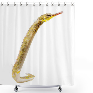 Personality  Pipefish, Marine Fish, Reef Fish Isolated On White Background Shower Curtains