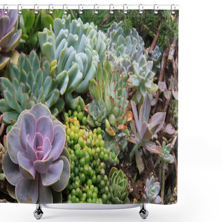 Personality  Succulents Shower Curtains