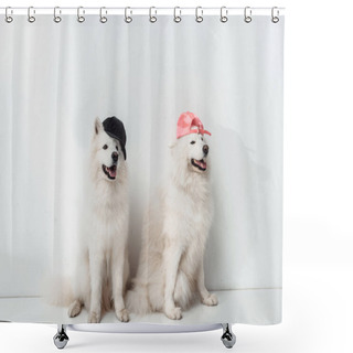 Personality  Samoyed Dogs In Caps Shower Curtains