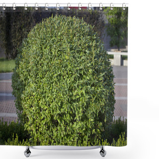 Personality  Wild Privet Ligustrum Hedge Close Up Nature Texture A Sample Of Topiary Art Shower Curtains