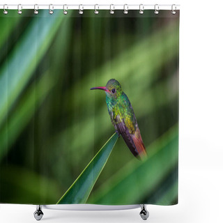 Personality  Rufous-tailed Hummingbird - Amazilia Tzacatl Shower Curtains