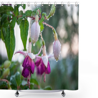 Personality  Fuchsia Is A Genus Of Perennial Plants Of The Onagrov Family. These Are Evergreen Shrubs With About 100 Species In The Wild.  Shower Curtains