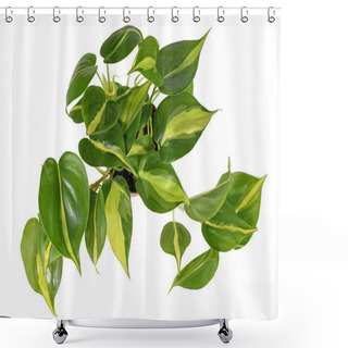Personality  Tropical 'Philodendron Hederaceum Scandens Brasil' Creeper House Plant With Yellow Stripes Isolated On White Background Shower Curtains