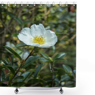 Personality  Mountain Camellia Flower. Evergreen Plant Of The Family Theaceae. Camellia Sinensis Or Tea Bush, From The Leaves Of Which The Raw Material For Making Tea Is Obtained. Used In Decorative Gardening. Shower Curtains
