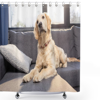 Personality  Golden Retriever Dog  Shower Curtains