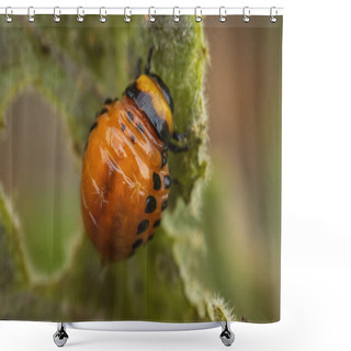Personality  Young Colorado Potato Beetle Eats Sprouts And Potatoes Close-up Shower Curtains