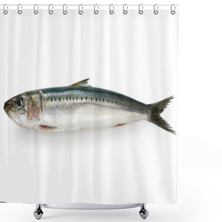 Personality  Japanese Sardine, Japanese Pilchard Shower Curtains