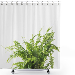 Personality  Close-up View Of Beautiful Green Fern Houseplant Isolated On White Shower Curtains