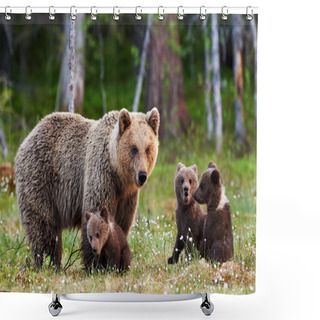 Personality  Mother Brown Bear And Her Cubs Shower Curtains