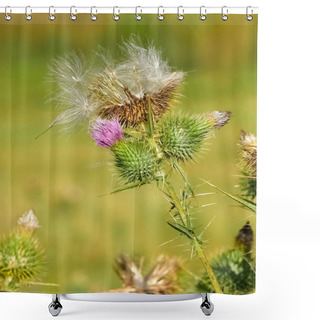 Personality  Wild Plants. Photos Of Thorns Growing In Nature. Shower Curtains