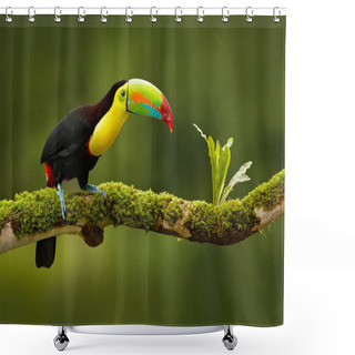 Personality  Keel-billed Toucan Shower Curtains