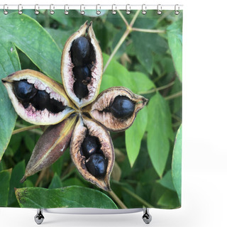 Personality  Tree Peony Black Seed Bed With Seeds Still Inside. Shower Curtains