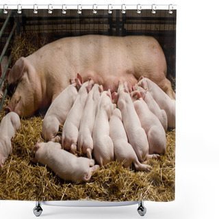 Personality  Piglets Suckling Shower Curtains