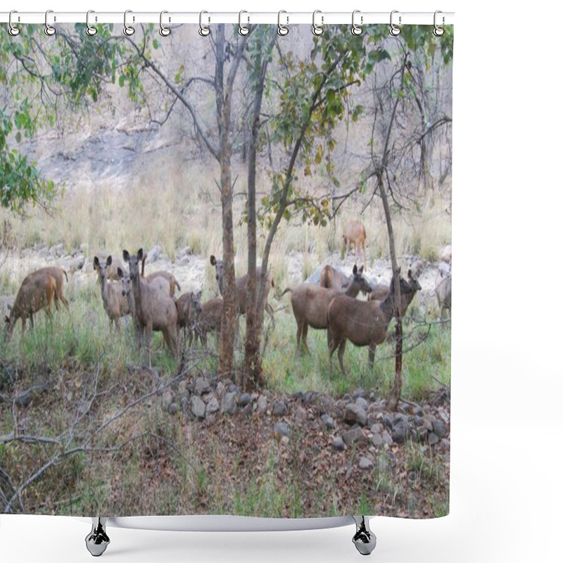 Personality  A Sambar Deer Gathering. Sambar Deer Are Social Animals, And Herding Allows Them To Cooperate For Protection Against Predators And To Share Information About Food Sources. Shower Curtains
