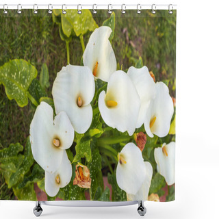 Personality  White Giant Arum Lily Or Callum Lily In A Garden Shower Curtains