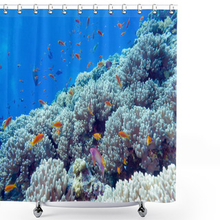 Personality  Coral Reef At The Bottom Of Tropical Sea, Underwater Shower Curtains