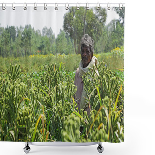 Personality  Bangalore, India - November 10, 2013: Proud Indian Farmer In Finger Millet Field In Bangalore Rural. Shower Curtains